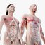 Full Male And Female Anatomy Set (Cinema Rigged)