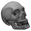 Skeletons Homo Sapiens 3D Model